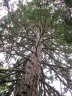Nikitsky Botanic Garden5.JPG - 